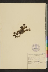 Euphorbia glaucescens