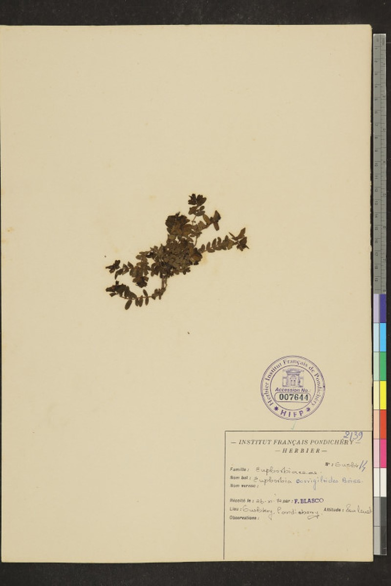 Euphorbia glaucescens