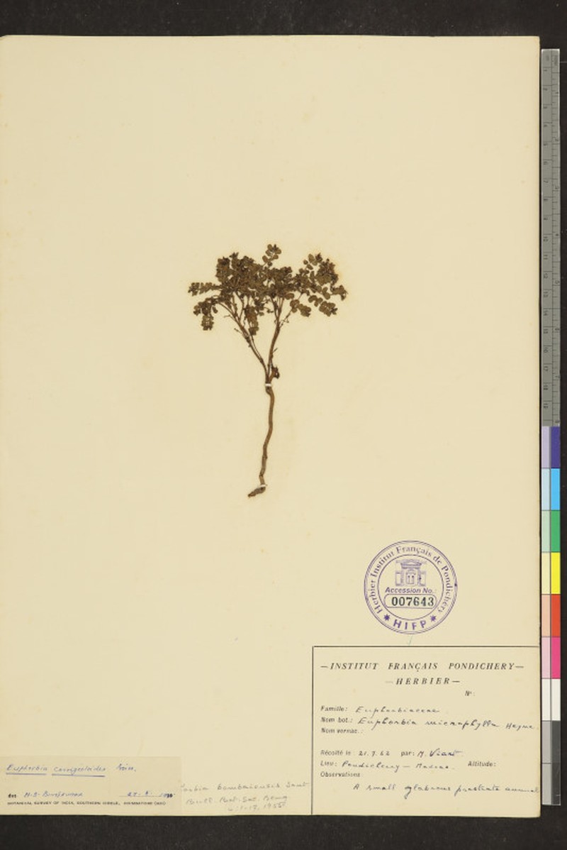 Euphorbia glaucescens photo 2