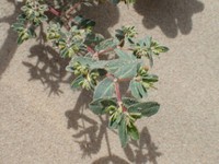 Euphorbia glaucophylla