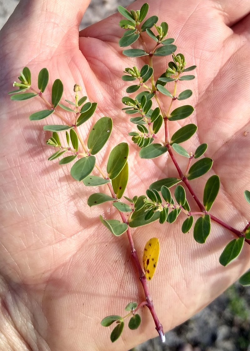 Euphorbia glaucophylla photo 2