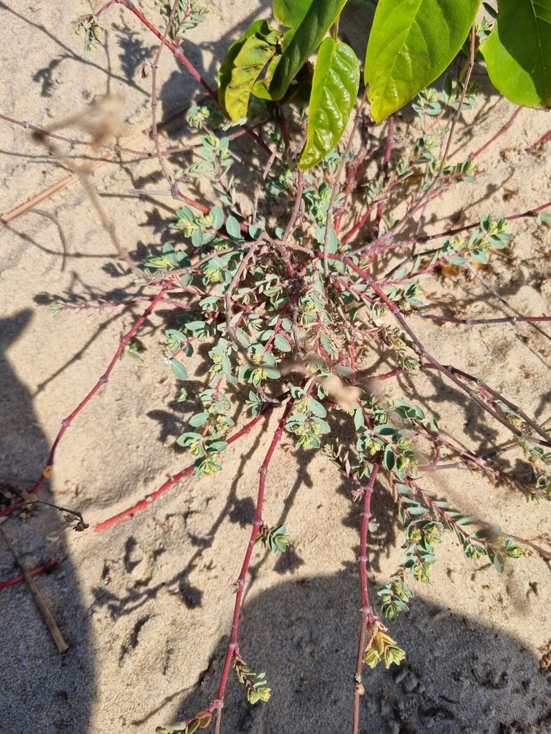 Euphorbia glaucophylla photo 3