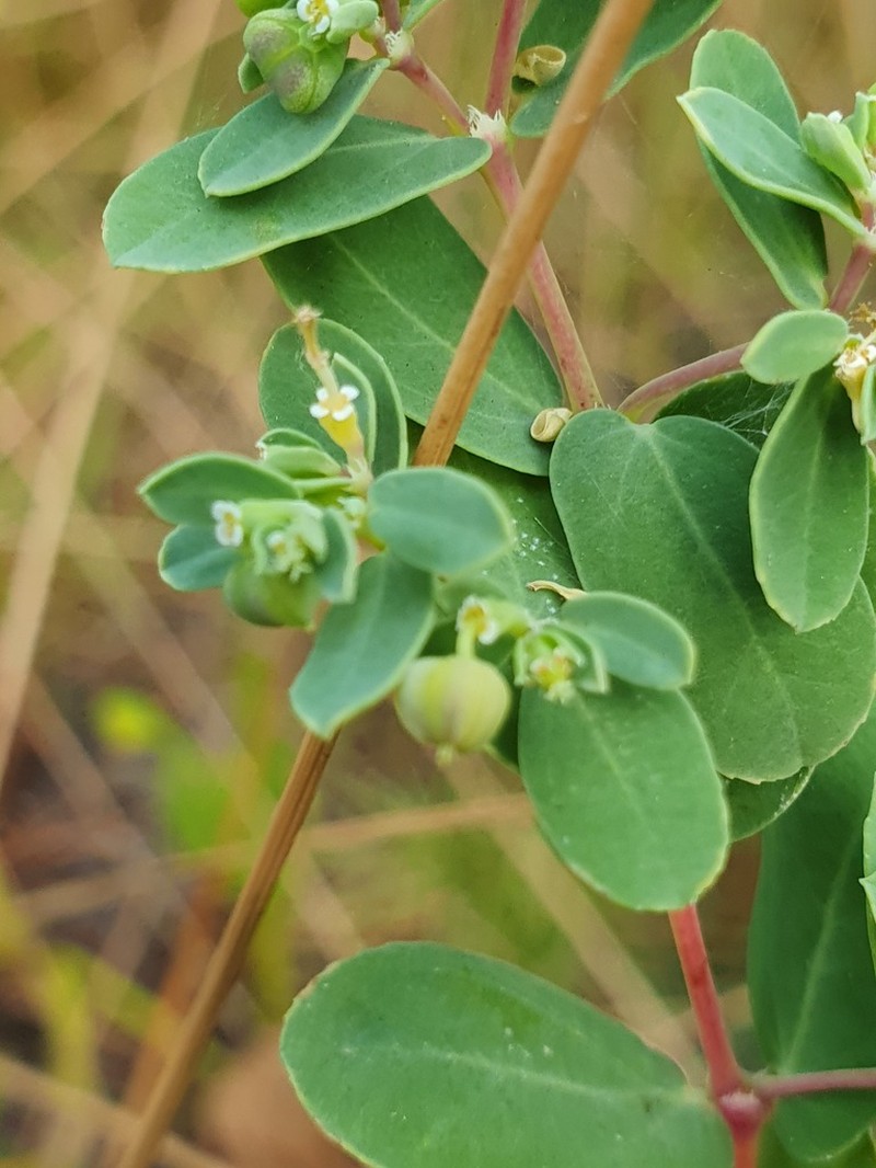 Euphorbia glaucophylla photo 5