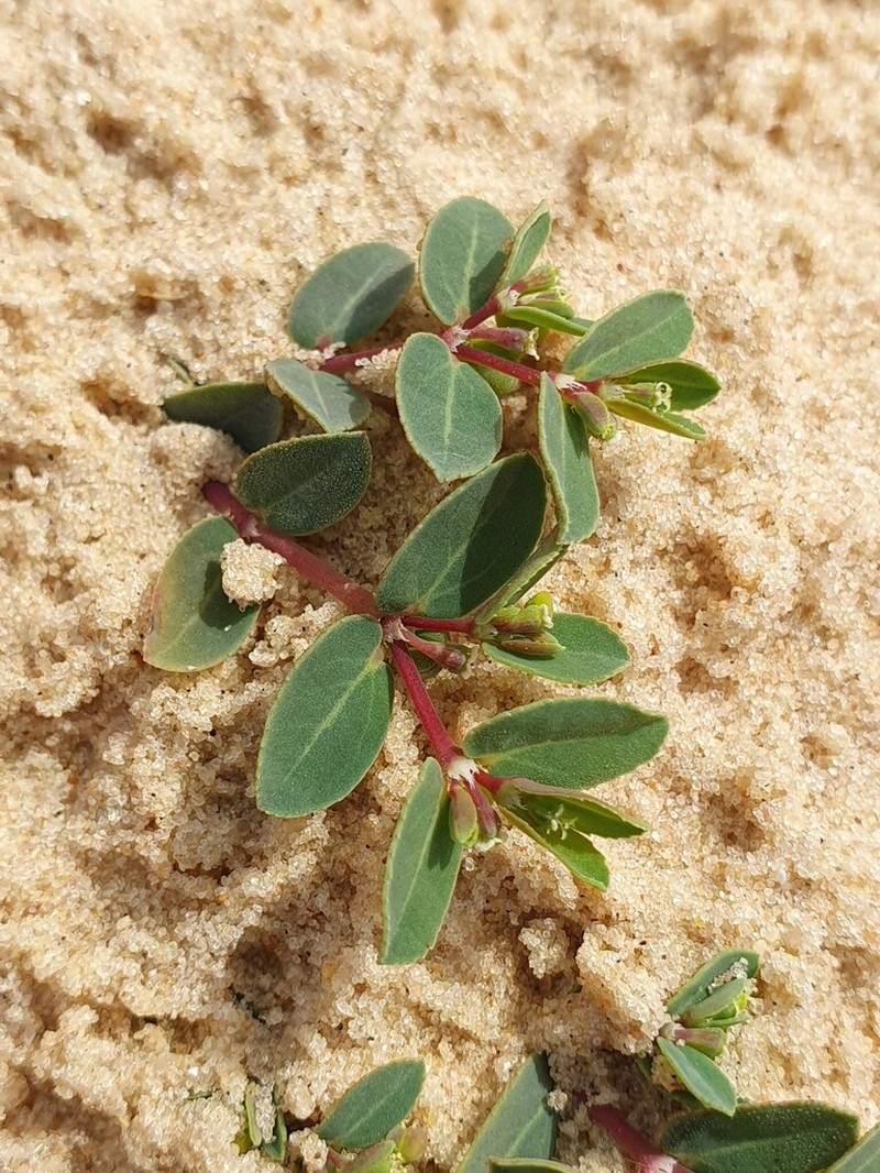 Euphorbia glaucophylla photo 6