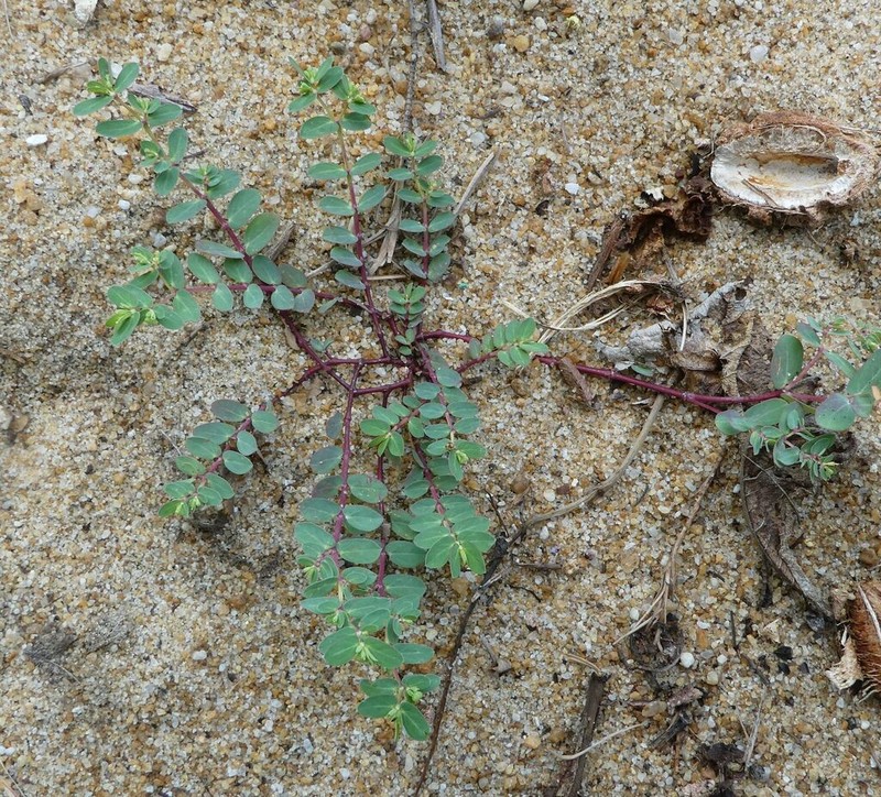Euphorbia glaucophylla photo 7