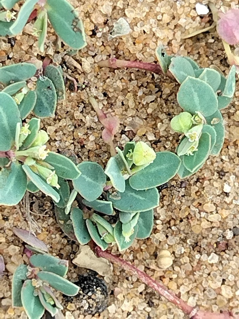 Euphorbia glaucophylla photo 8