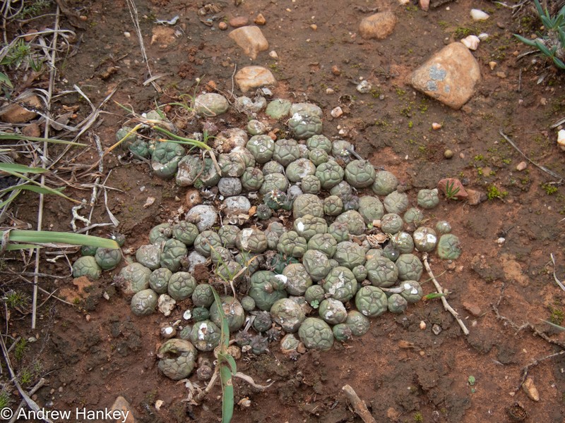 Euphorbia globosa photo 2