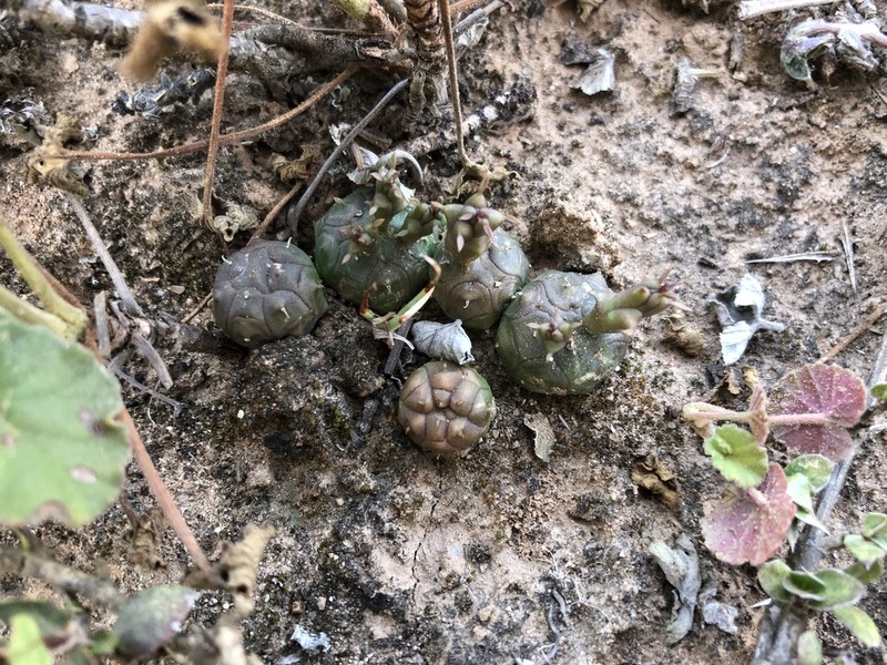 Euphorbia globosa photo 3