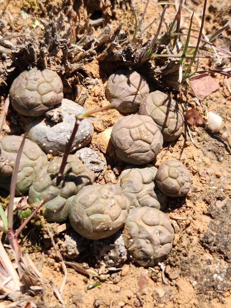 Euphorbia globosa photo 4