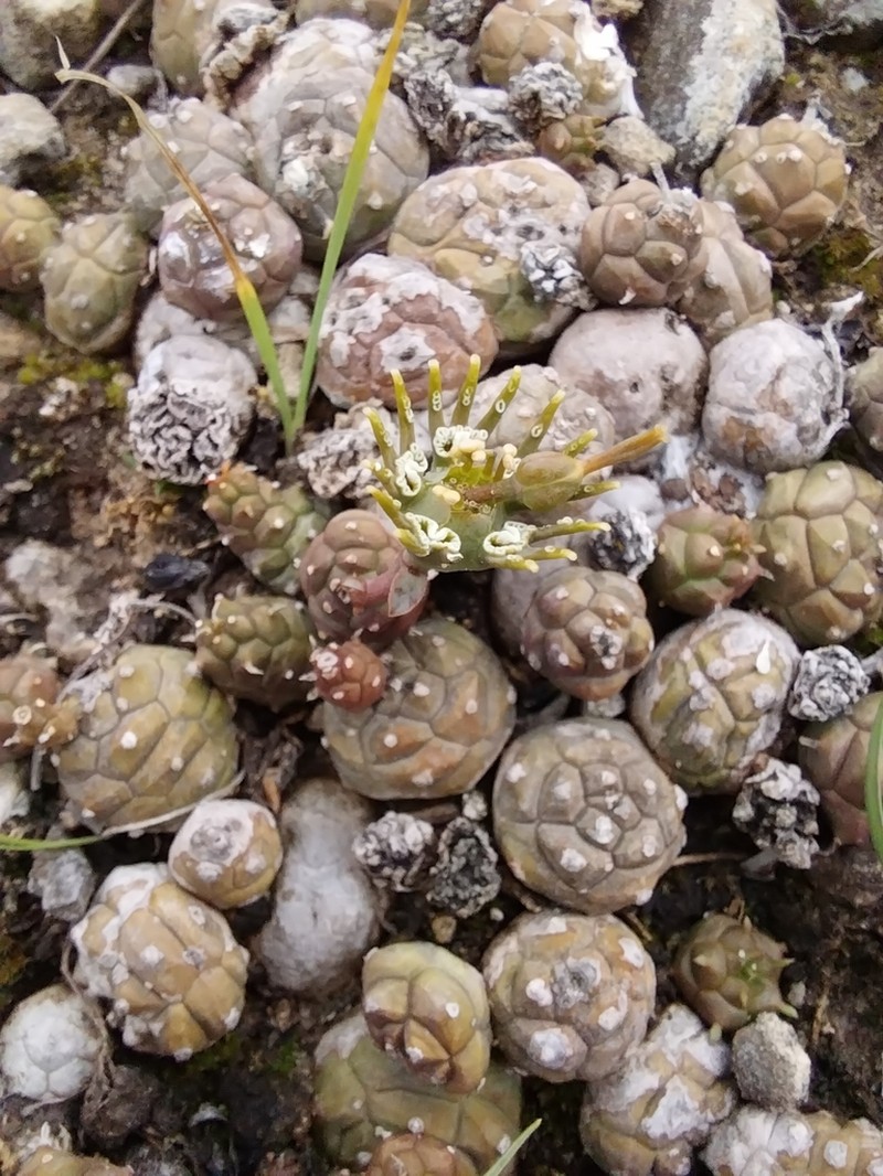 Euphorbia globosa photo 5
