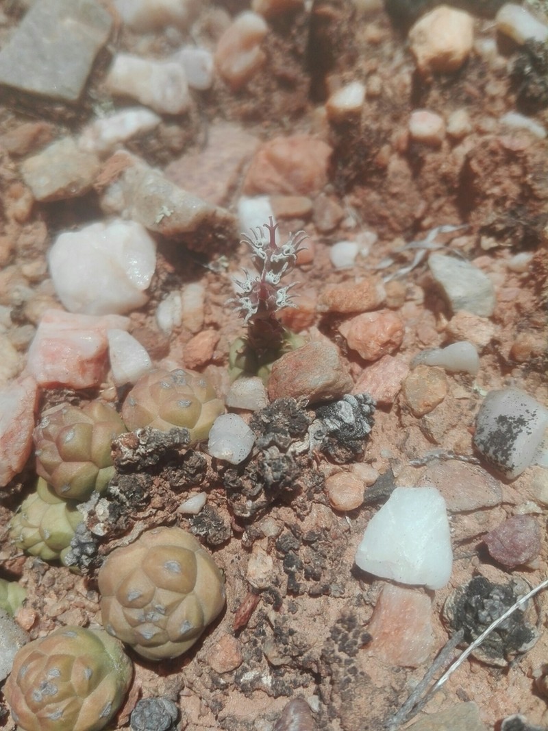 Euphorbia globosa photo 6