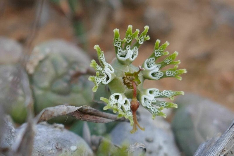 Euphorbia globosa photo 7