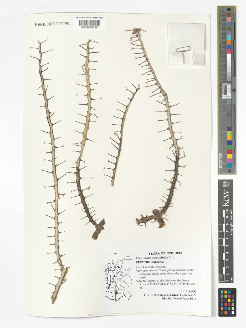 Euphorbia glochidiata