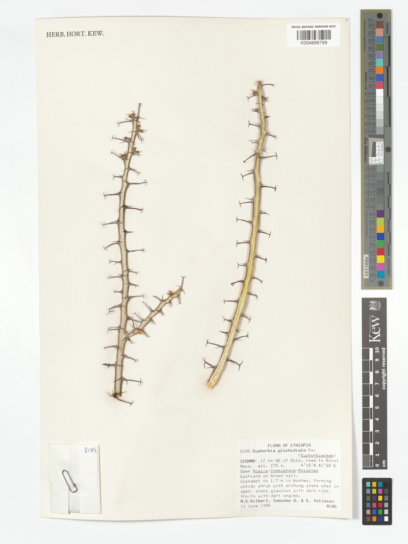 Euphorbia glochidiata photo 2