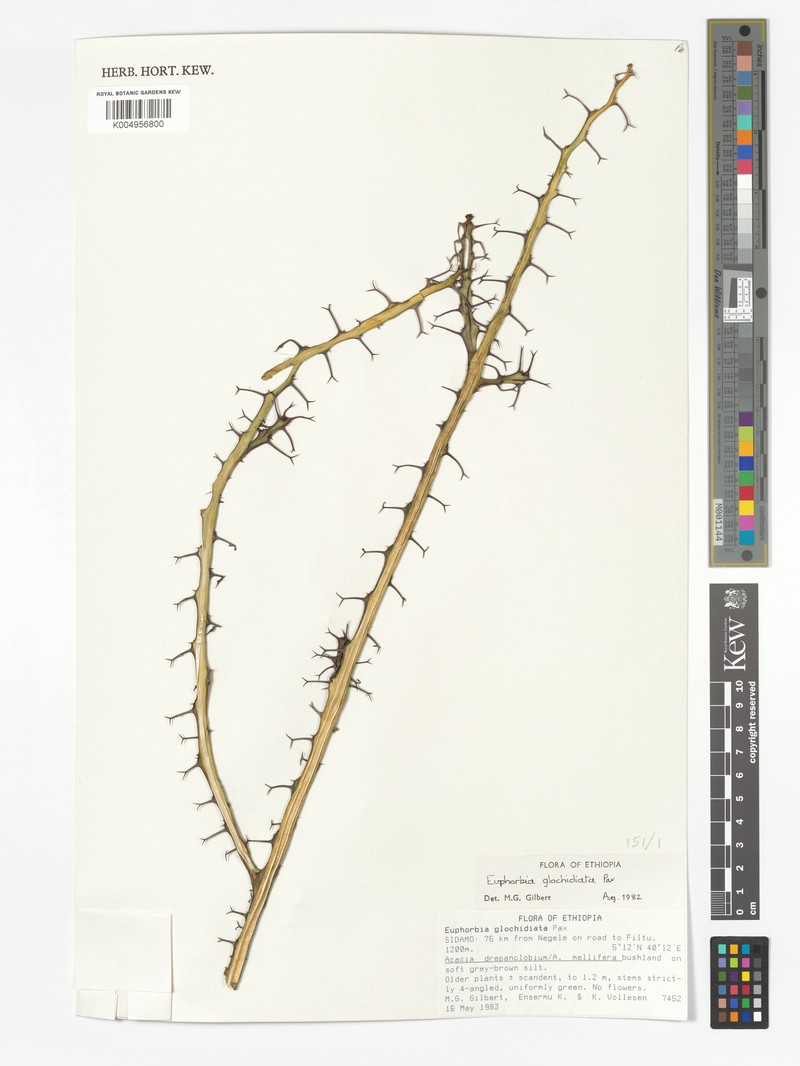 Euphorbia glochidiata photo 4