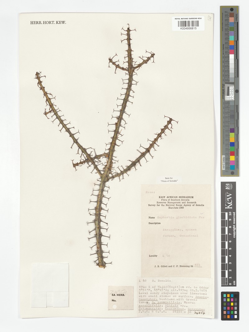 Euphorbia glochidiata photo 5