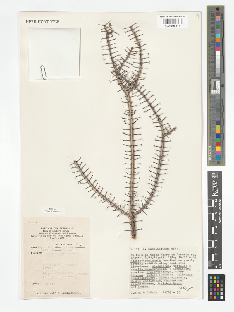 Euphorbia glochidiata photo 6