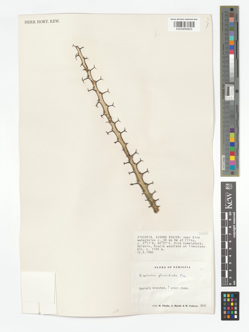 Euphorbia glochidiata photo 7