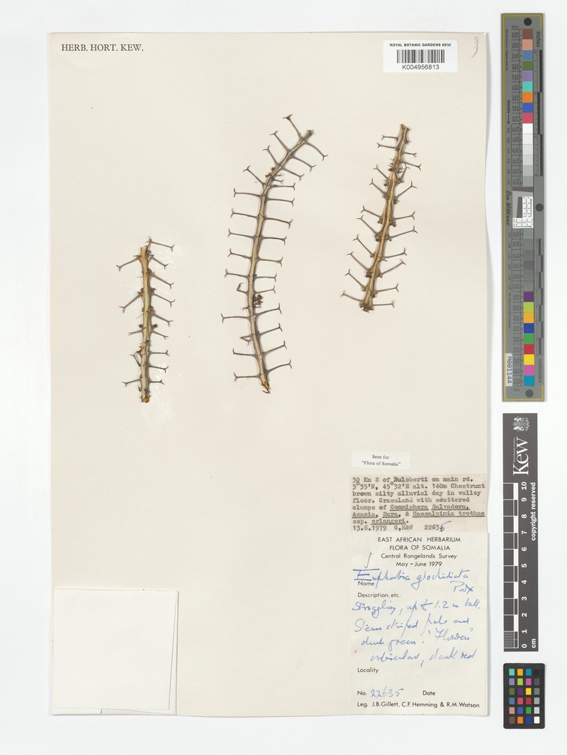 Euphorbia glochidiata photo 8