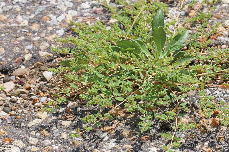 Ribseed Sandmat photo 2