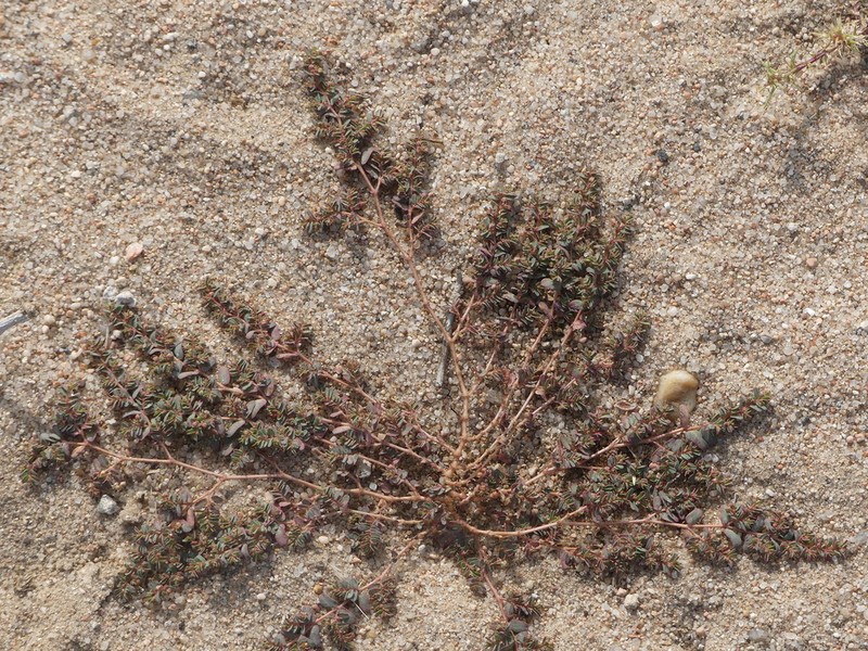 Ribseed Sandmat photo 3