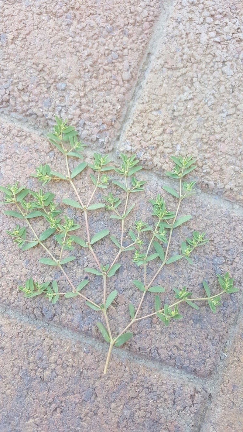 Ribseed Sandmat photo 5