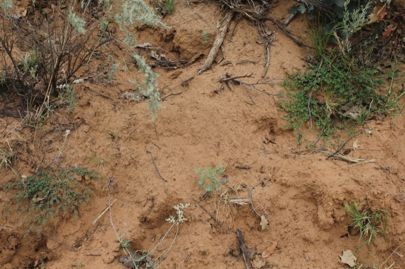 Ribseed Sandmat photo 6