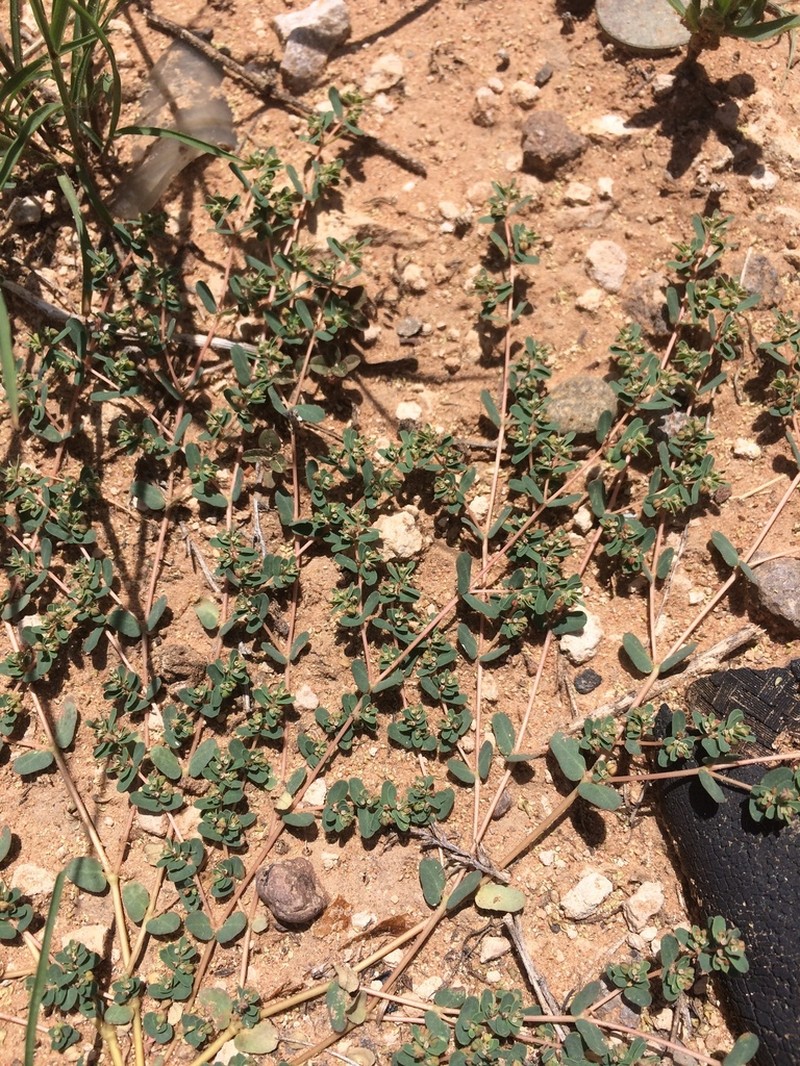 Ribseed Sandmat photo 7