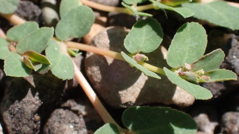 Ribseed Sandmat photo 8