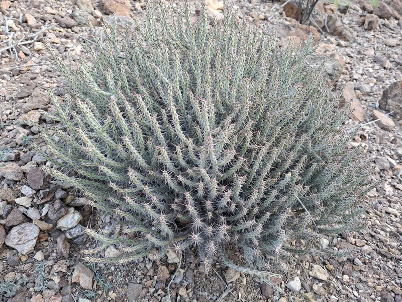 Euphorbia godana photo 2