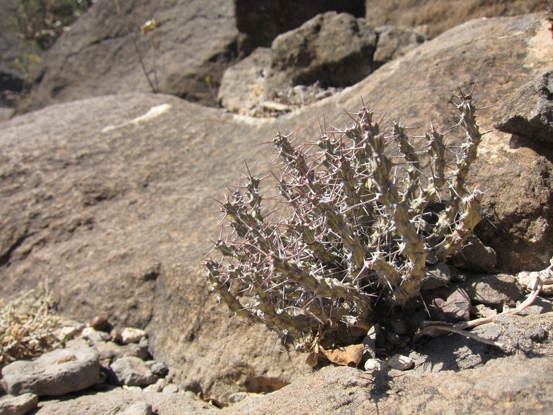 Euphorbia godana photo 3