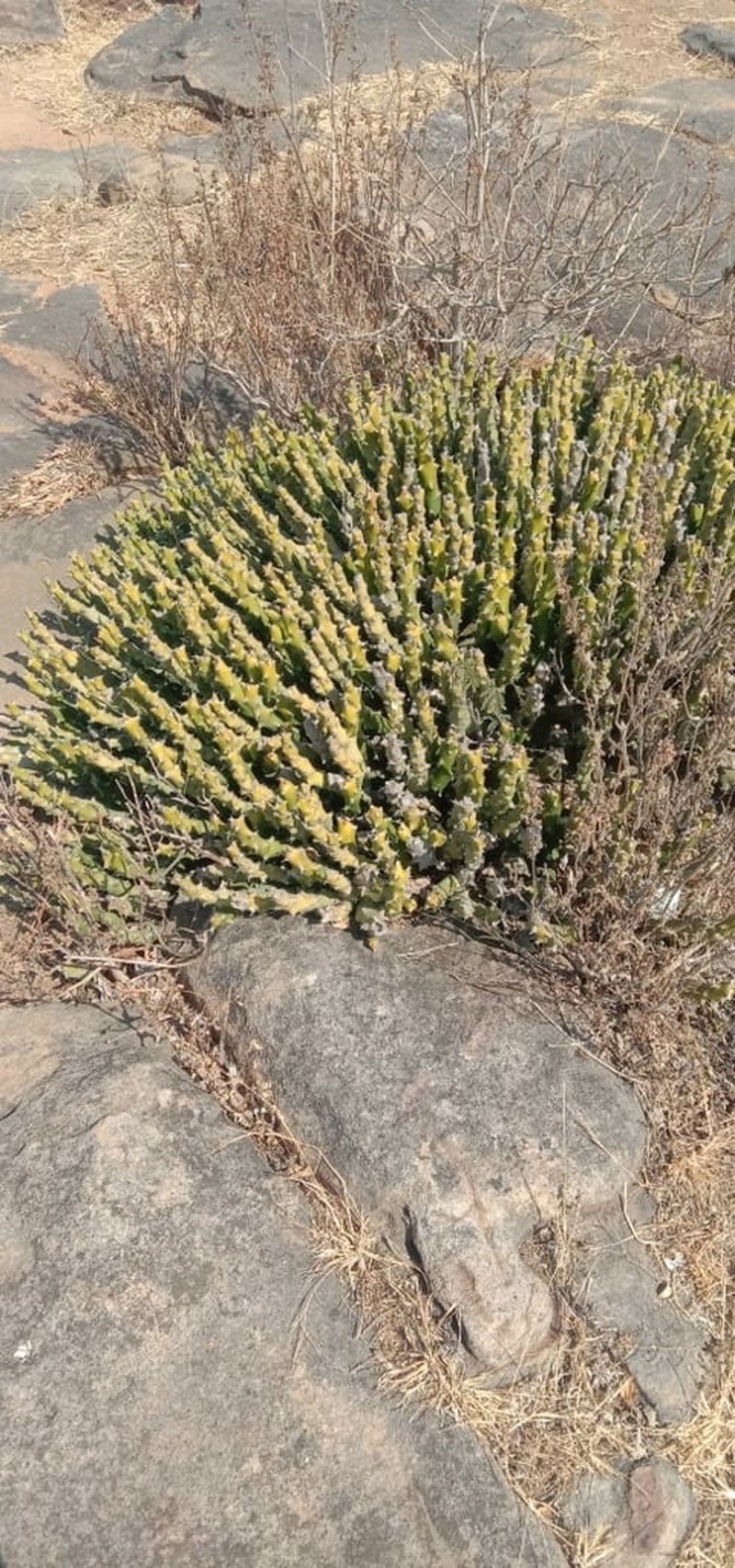 Euphorbia gokakensis photo 2