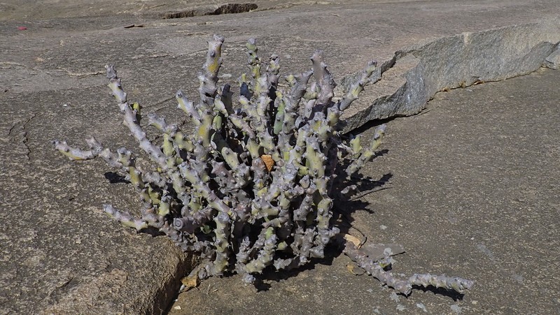 Euphorbia gokakensis photo 3