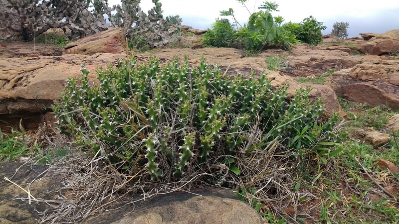 Euphorbia gokakensis photo 5