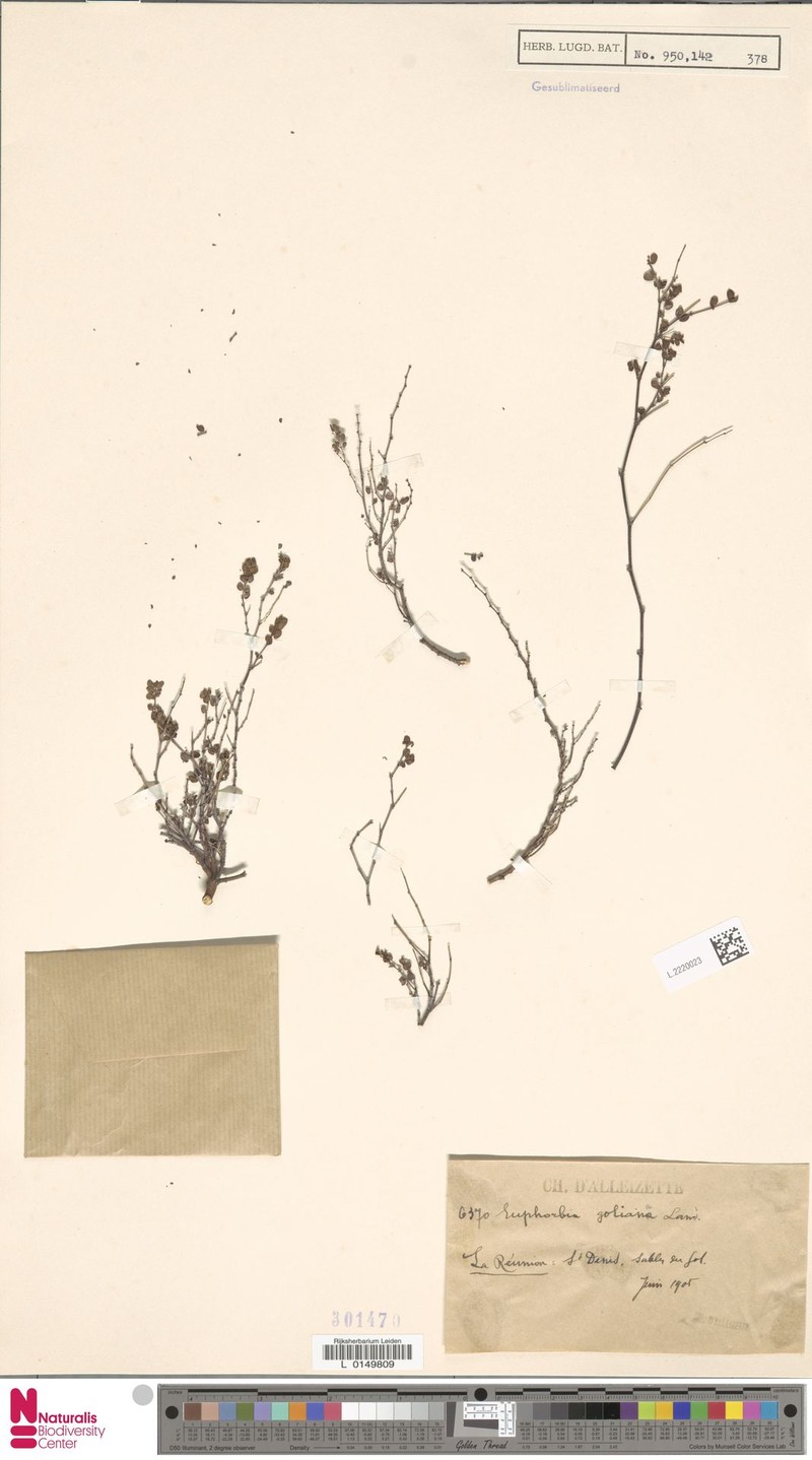 Euphorbia goliana photo 2