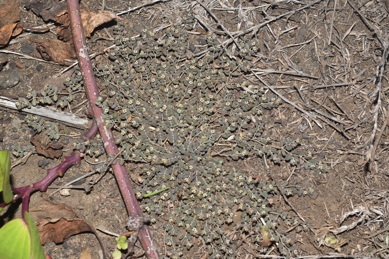 Euphorbia goliana