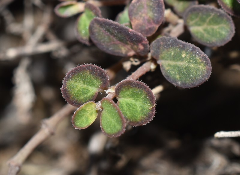 Euphorbia goliana photo 3