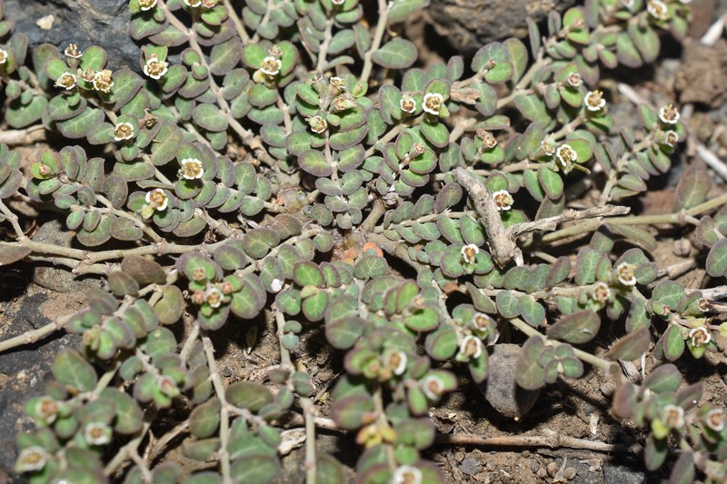Euphorbia goliana photo 4