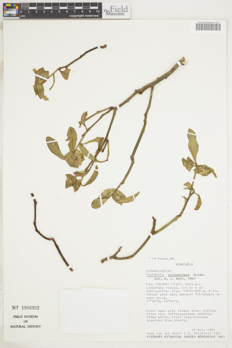 Euphorbia gollmeriana