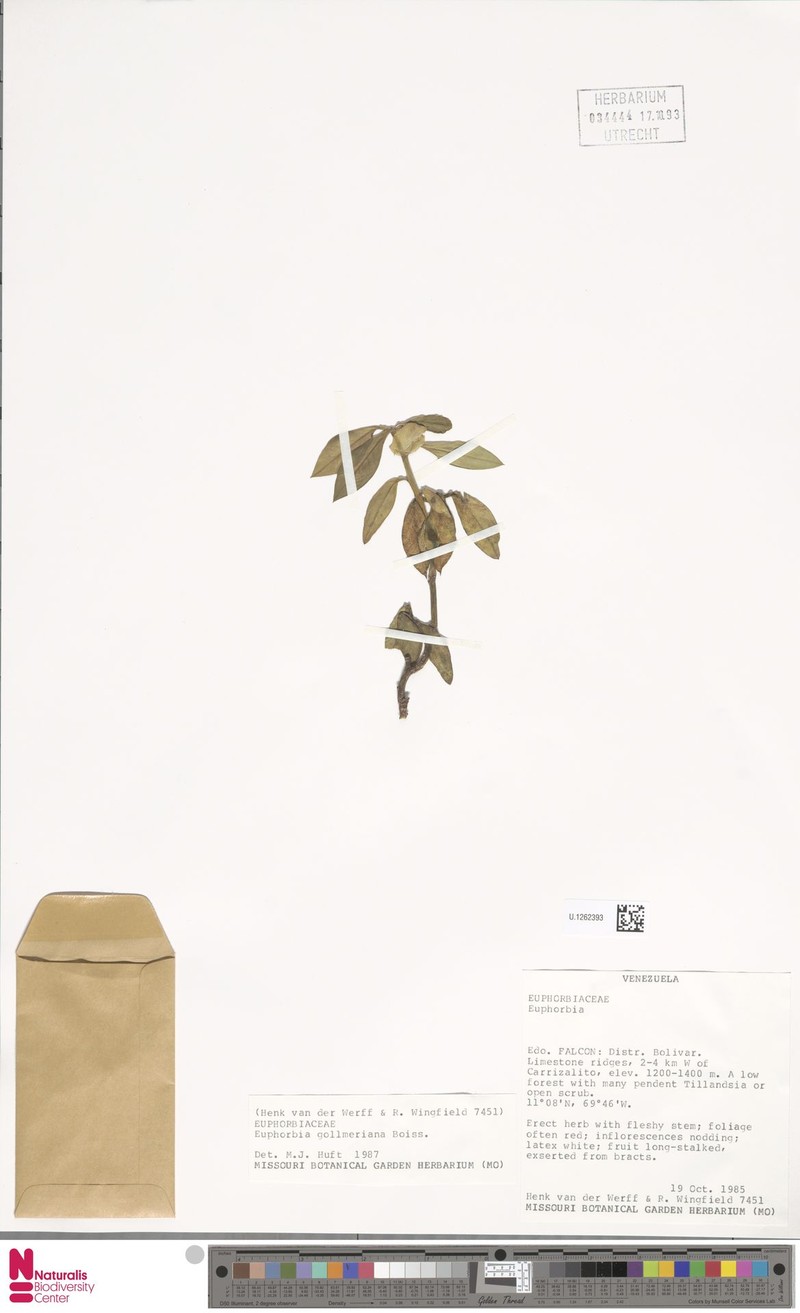Euphorbia gollmeriana photo 3