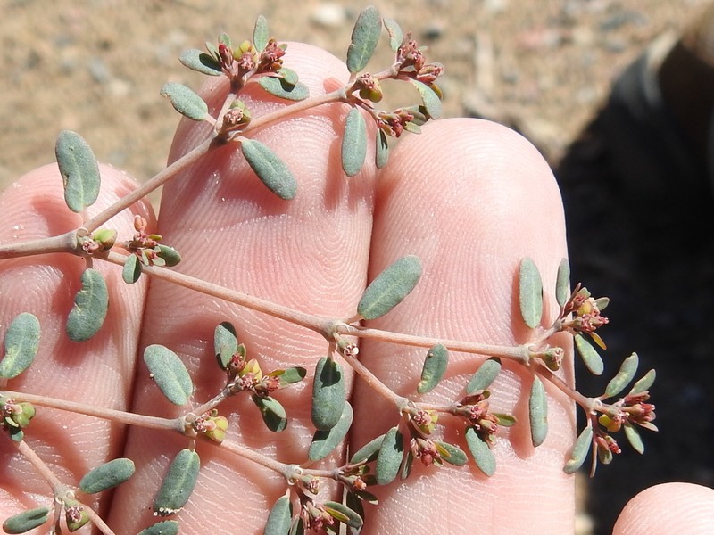 Boquillas Sandmat
