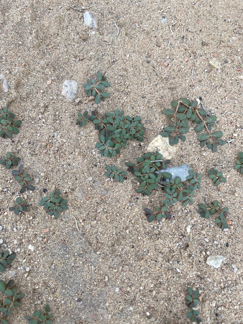 Boquillas Sandmat photo 2