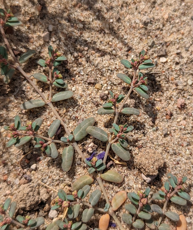 Boquillas Sandmat photo 4
