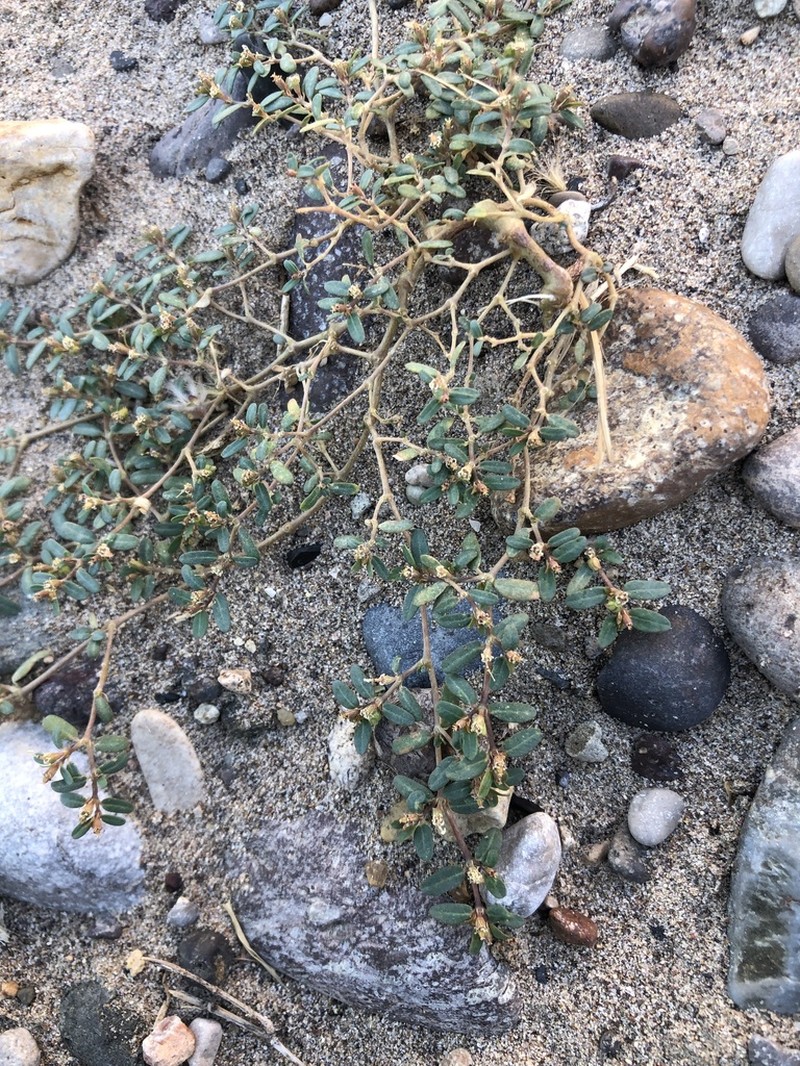 Boquillas Sandmat photo 6