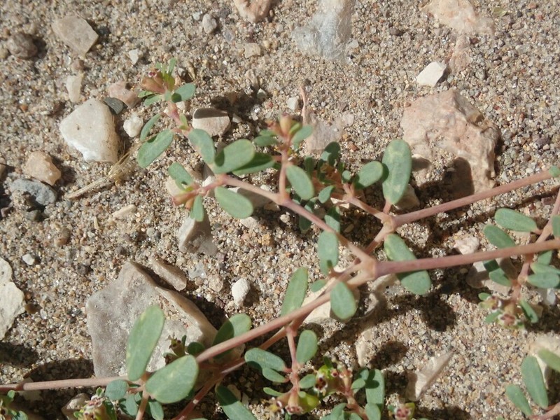 Boquillas Sandmat photo 8