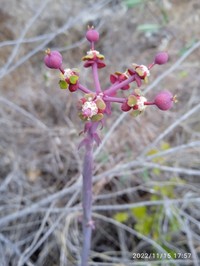 Euphorbia gossypina