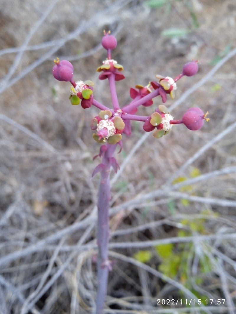 Euphorbia gossypina
