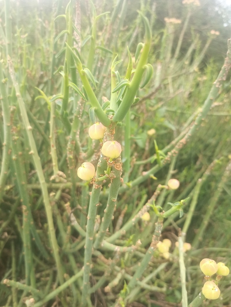 Euphorbia gossypina photo 2