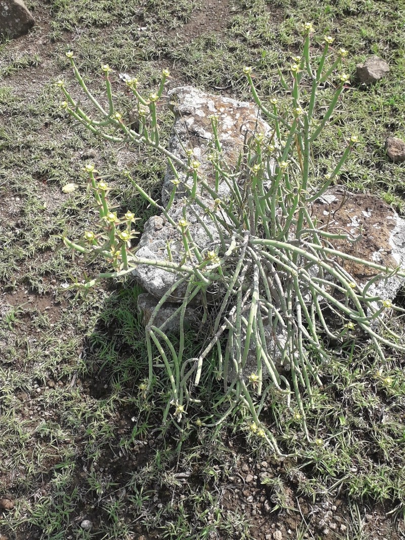 Euphorbia gossypina photo 3