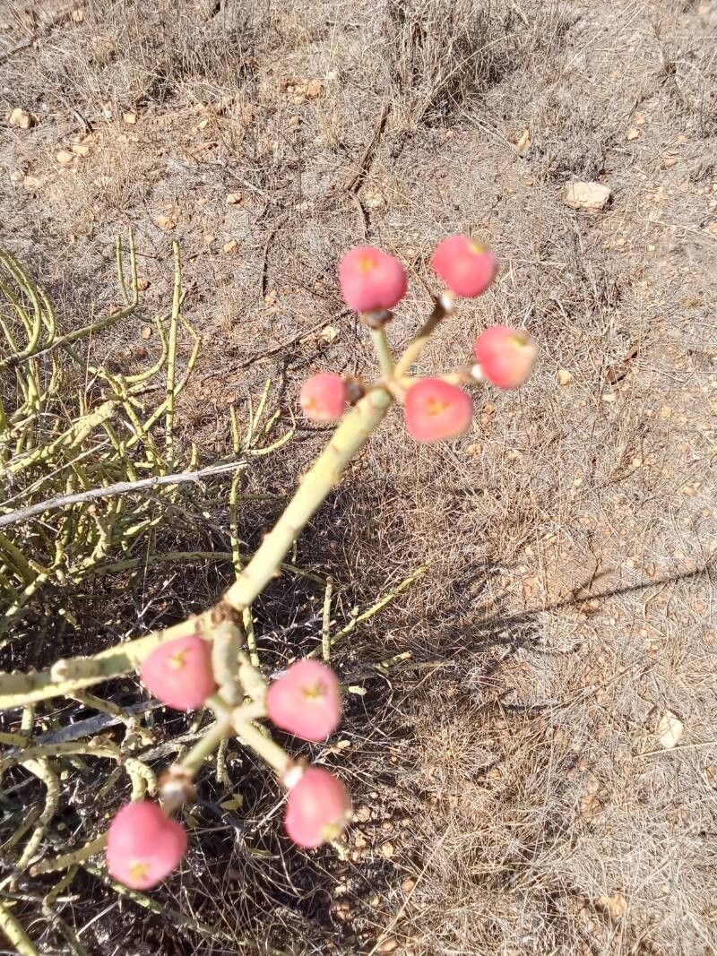 Euphorbia gossypina photo 4